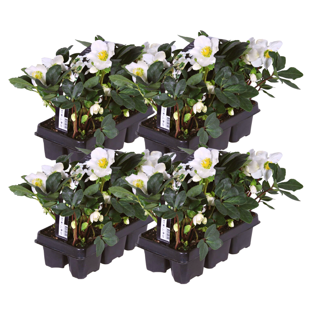 Christrosen Set - Helleborus niger ‘Christmas Carol’ – 24 Christrosen im Set (4 x Sixpack)
