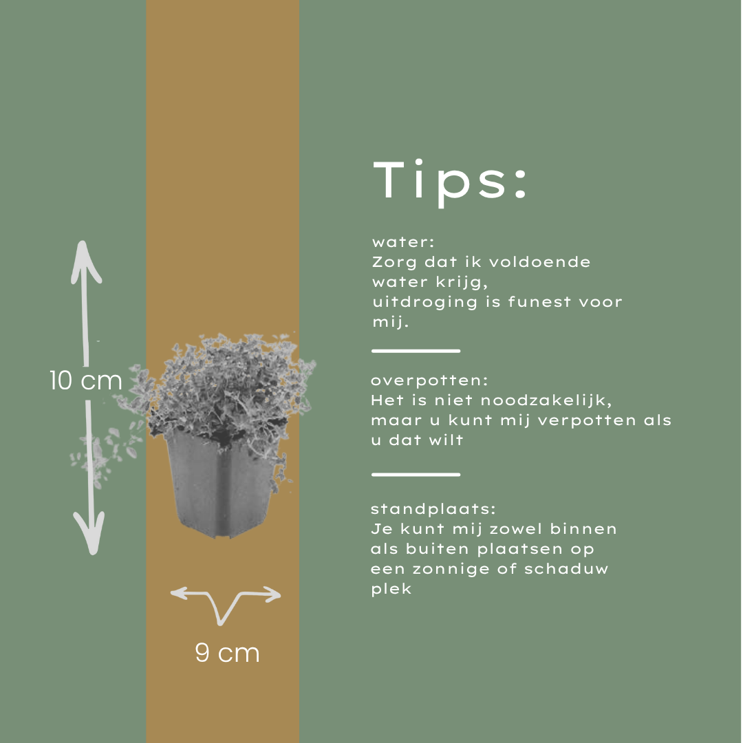Feldthymian - Thymus serpyllum - ↕10-25cm - Ø9cm 6 Stück