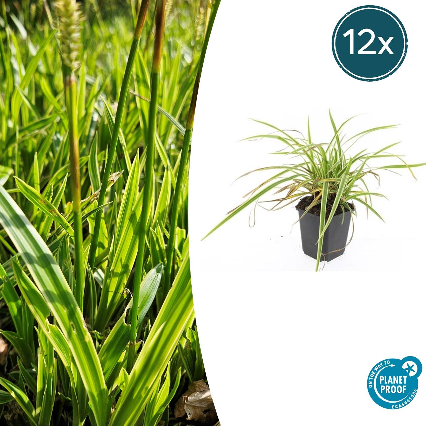 Ziergras Goldrandsegge - Carex morrowii 'Aureovariegata'  - ↕10-25cm - Ø9cm 12 Stück