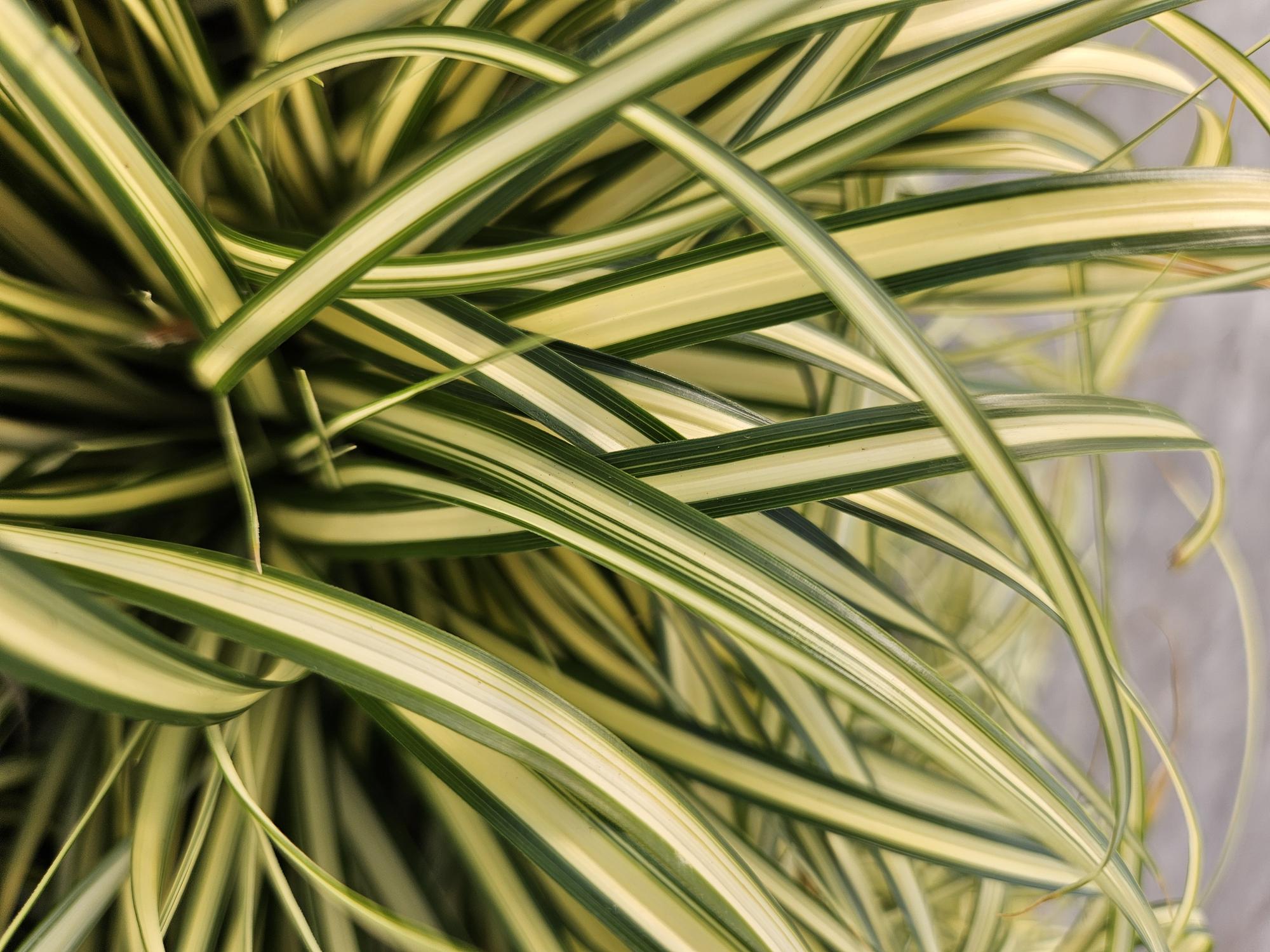 Japangoldsegge - Carex oshim. 'Evergold'  - ↕10-25cm - Ø9cm 6 Stück