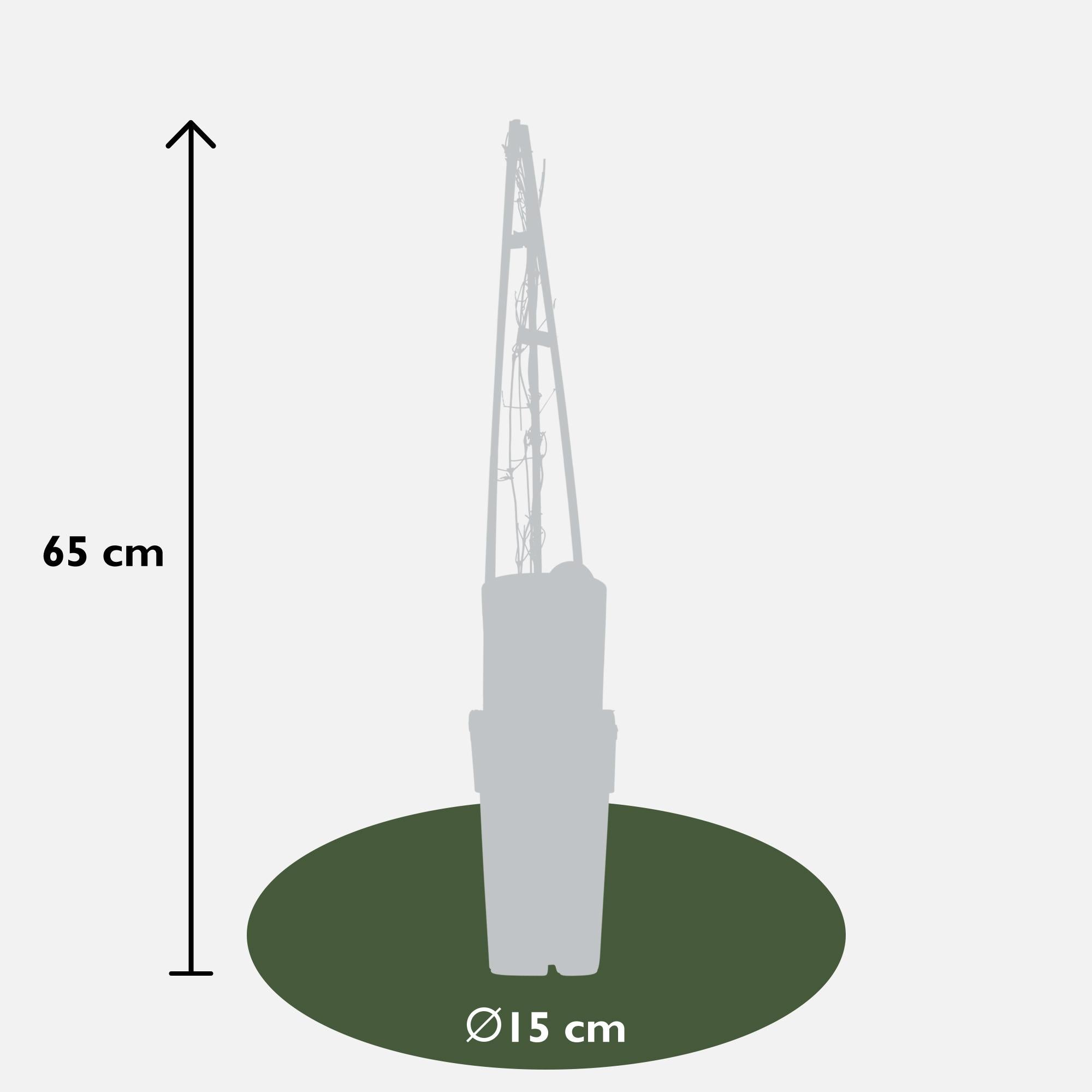 Waldrebe - Clematis Miss Bateman - Blüte weiß - Ø15cm - ↕65cm