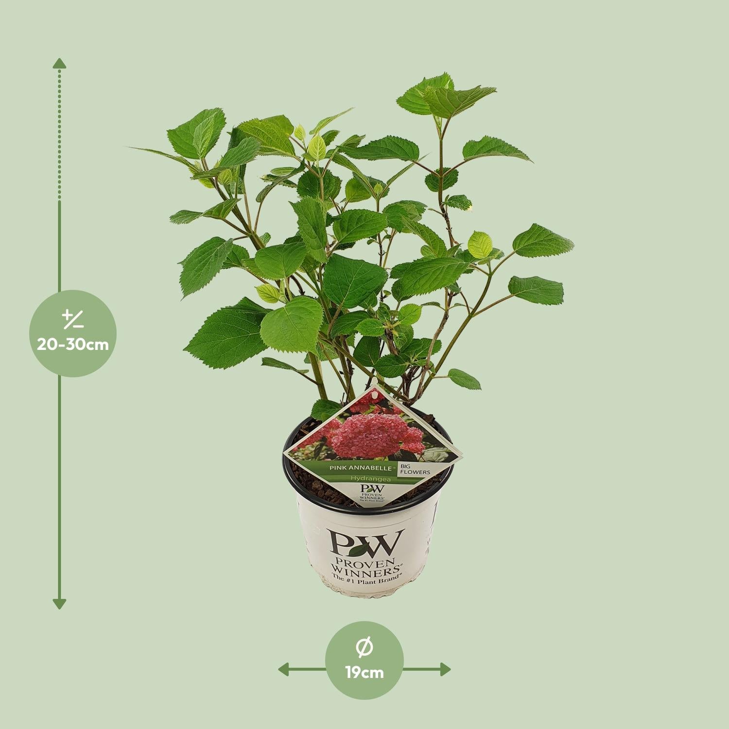 Schneeballhortensie - Hydrangea arbo. 'Pink Annabelle' - Ø19cm - ↕30cm