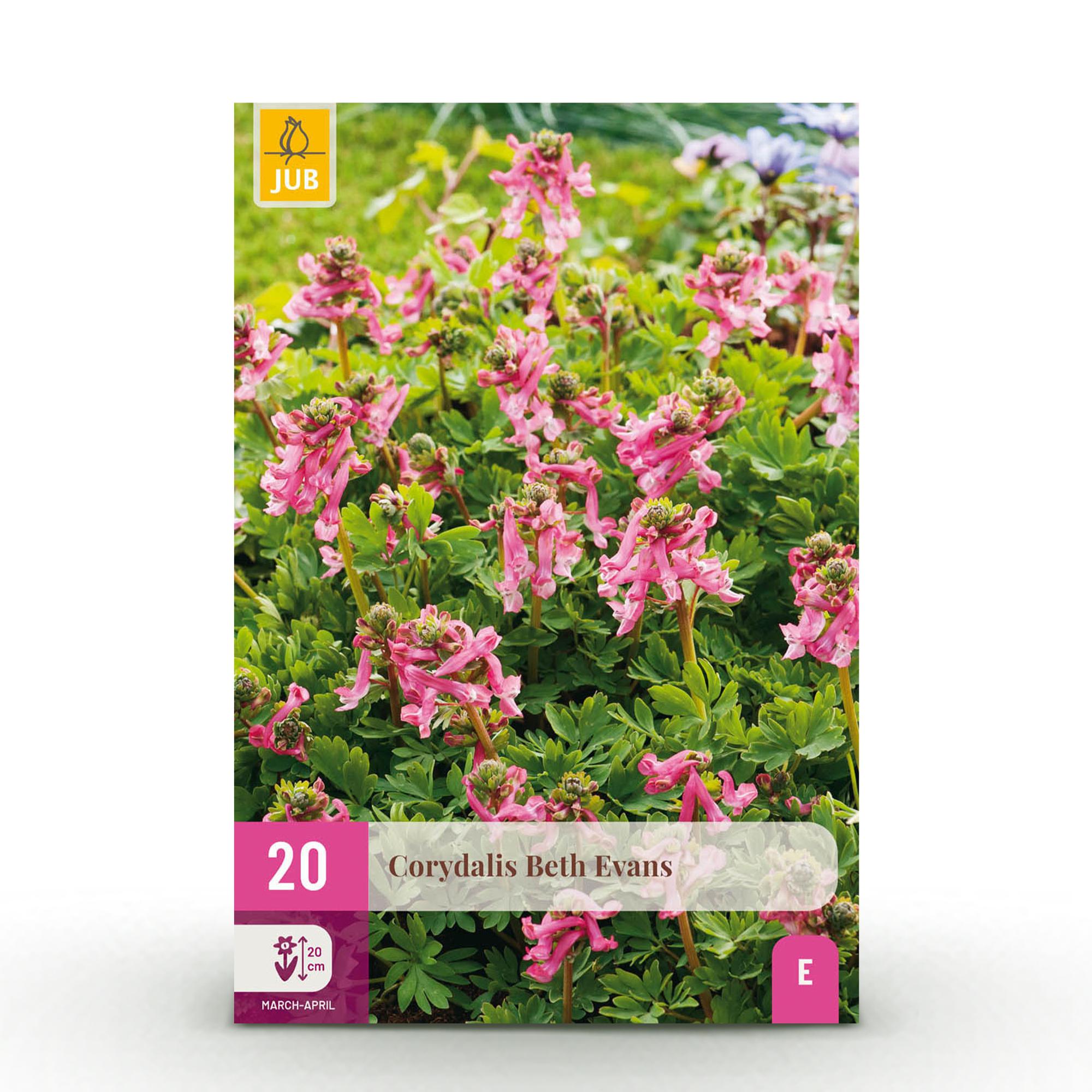 Lerchensporn - Corydalis Beth Evans - Farbe Weiß und Lila - 20 Stück - Zwiebelgröße 6/7 - XXL Pack