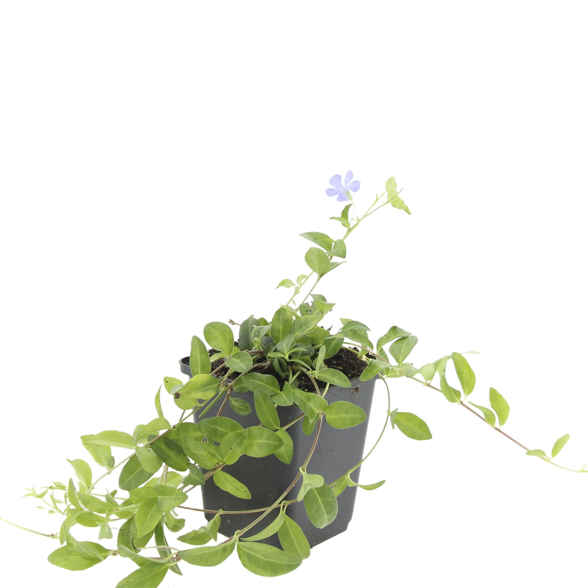 Kleines blaues Immergrün - Vinca minor - ↕10-25cm - Ø9cm 48 Stück