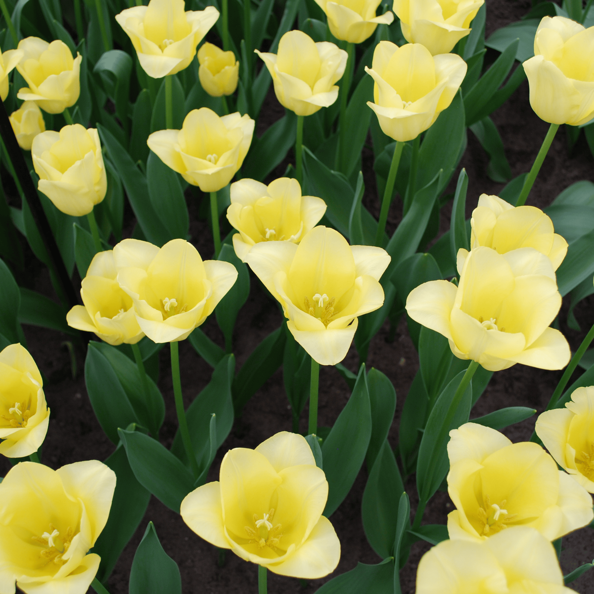 Tulpen - Tulipa World Friendship – 20 Stück - Hellgelbe Tulpe – Zart, freundlich und elegant – Für Garten oder Topf – Größe 11/12 – Frisch vom Züchter