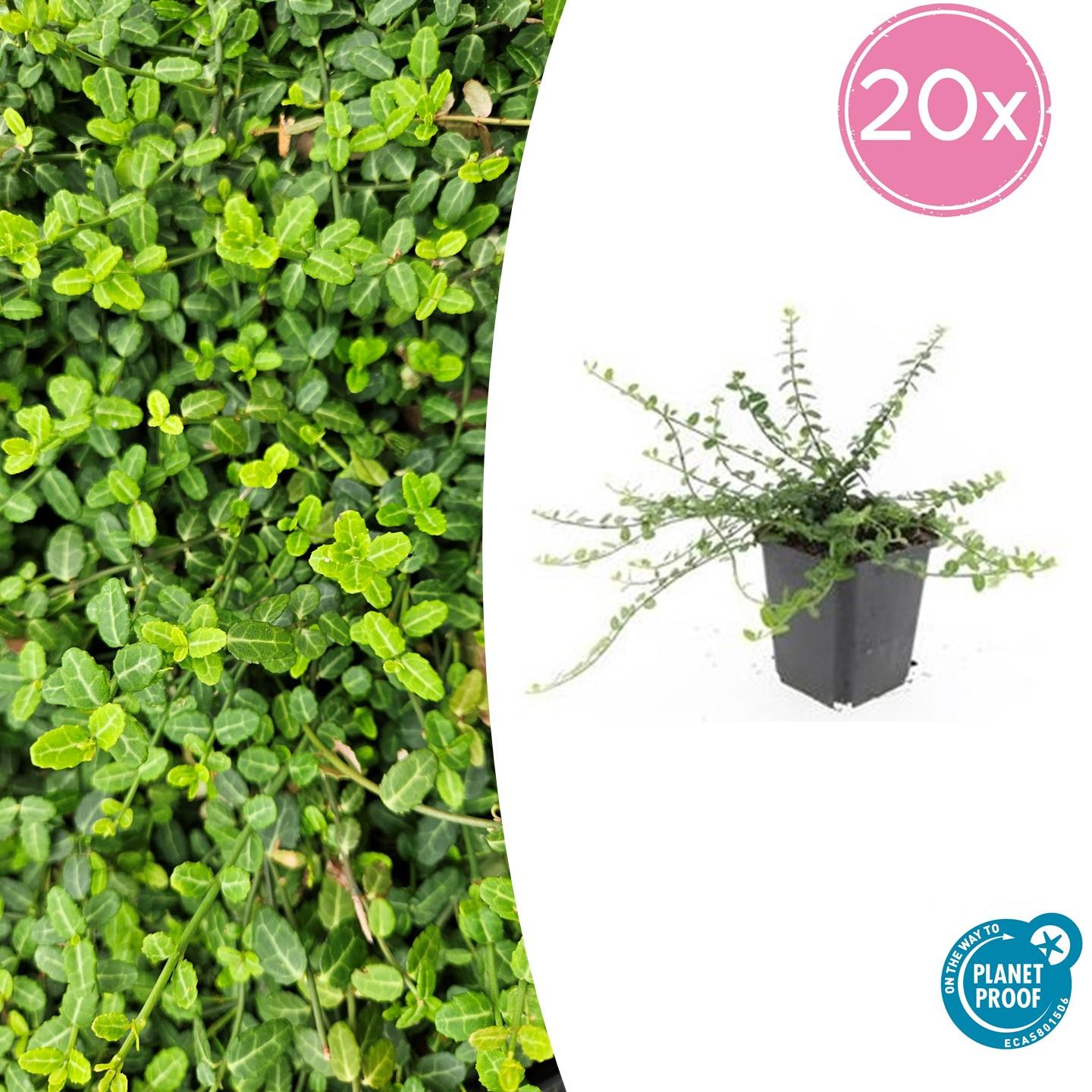 Zwergspindelstrauch - Euonymus fort. 'Minimus' - ↕10-25cm - Ø9cm 20 Stück