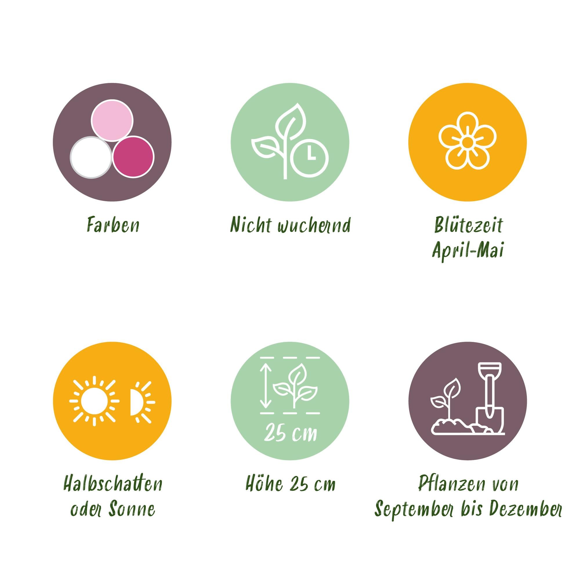 Hyazynthen Mix - Hyacinthus - Blumenzwiebeln Verschiedene Pastellfarben - 10 Stück - Zwiebelgröße 14/15 - XXL Pack