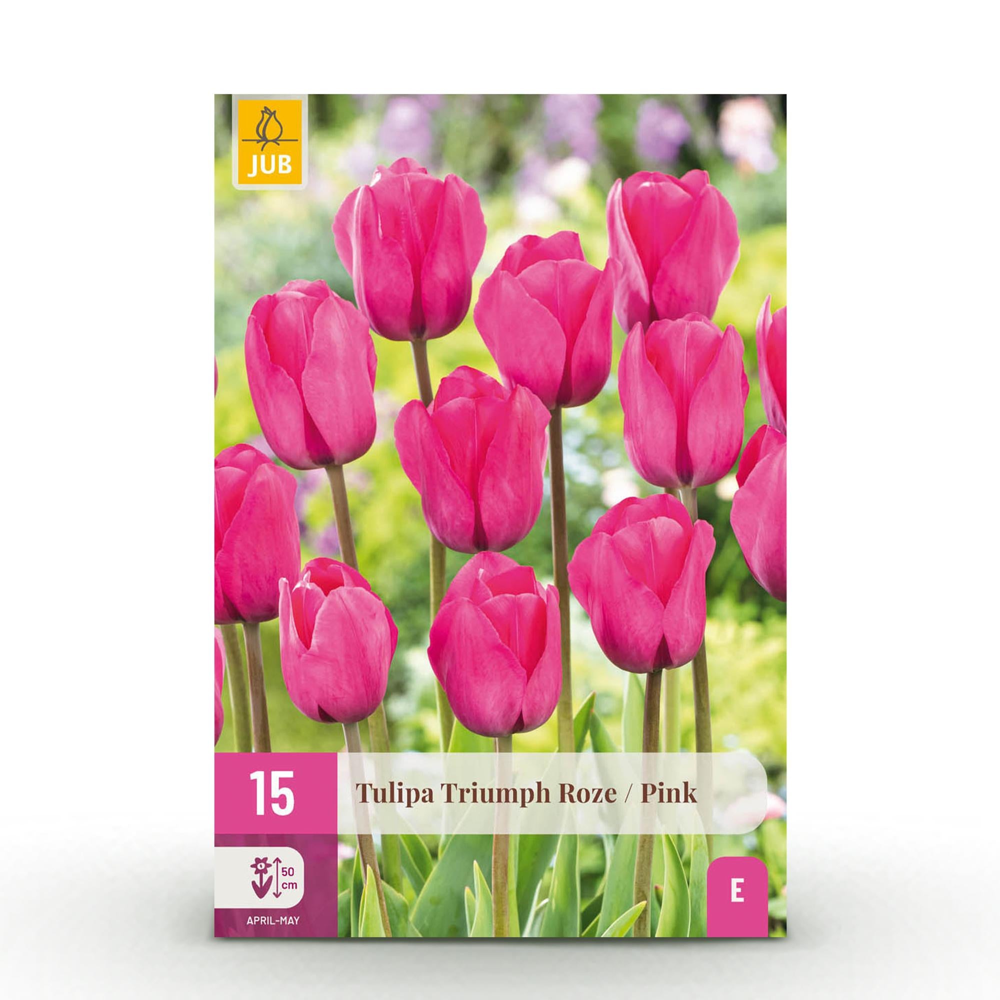 Tulpen - Tulipa Triumph Pink - Farbe Rosa - 15 Stück - Zwiebelgröße 11/12 - XXL Pack