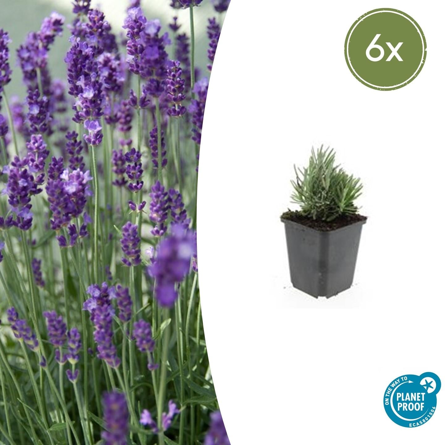 Zwerglavendel - Lavandula ang. 'Dwarf Blue' - ↕10-25cm - Ø9cm 6 Stück