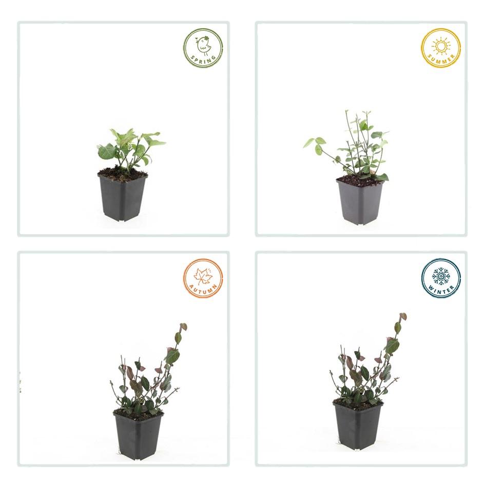 Purpur Kriechspindel - Euonymus fort. 'Coloratus' - ↕10-25cm - Ø9cm 24 Stück