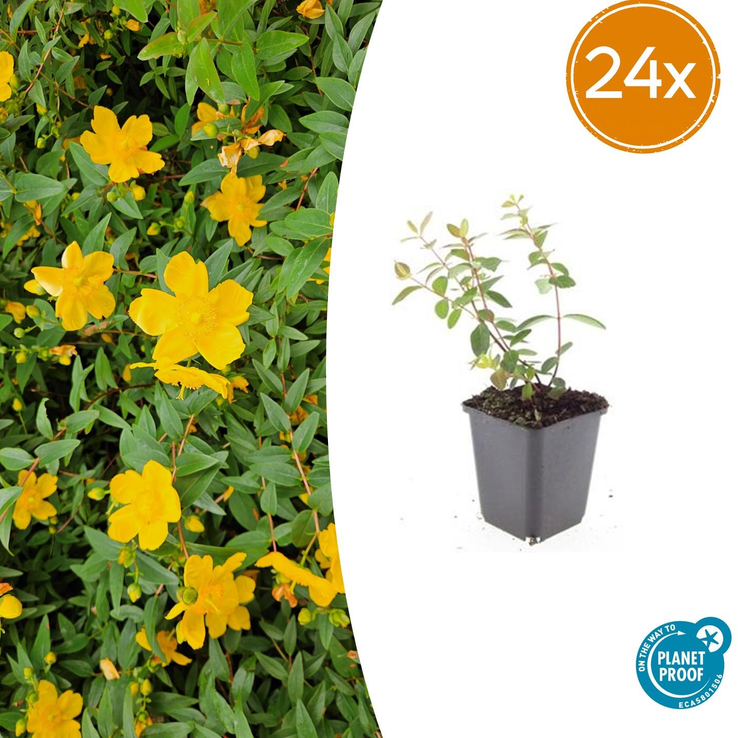 Johanniskraut - Hypericum dummeri 'Peter Dummer' - ↕10-25cm - Ø9cm 24 Stück