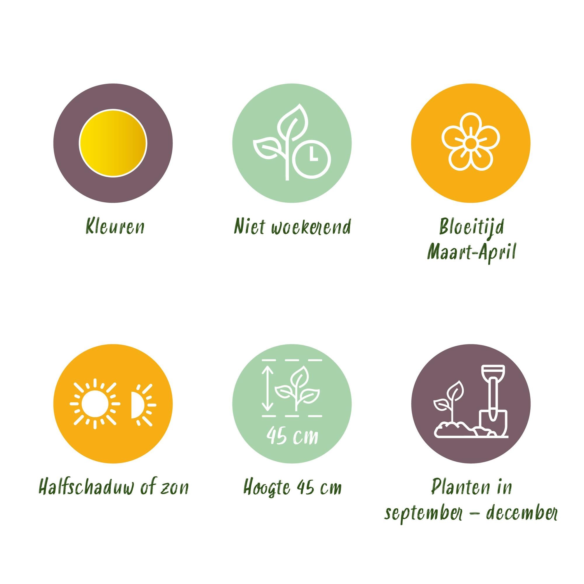 Narzissen - Narzisse Tete-A-Tete - Farbe Gelb - 25 Stück - Zwiebelgröße 10/11 - XXL Pack