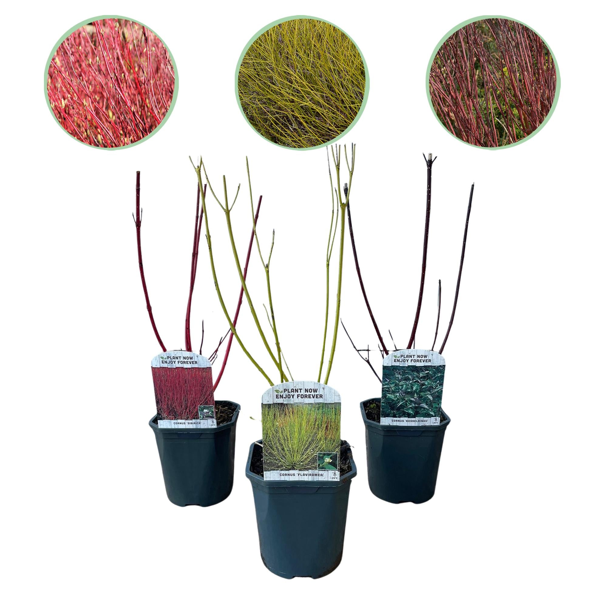 Hartriegel Set - Sträucher - Cornus alba Tricolour - Kombination aus Roten, Grünen und Lila Zweigen - 3 Pflanzen - Laubabwerfend - Wenig Pflege - Topf 17cm Höhe 45cm