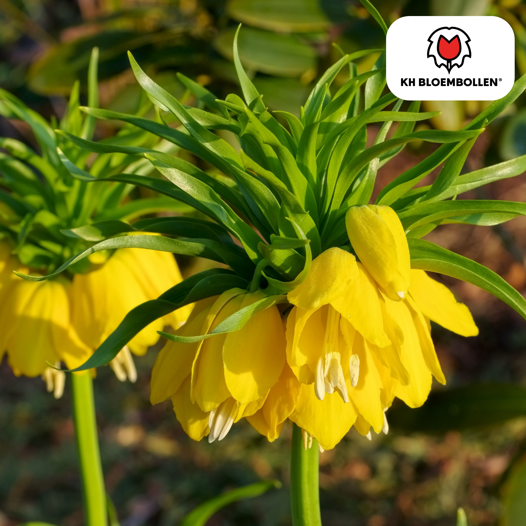 Kaiserkrone - Fritillaria Imperialis Lutea 5 Stück