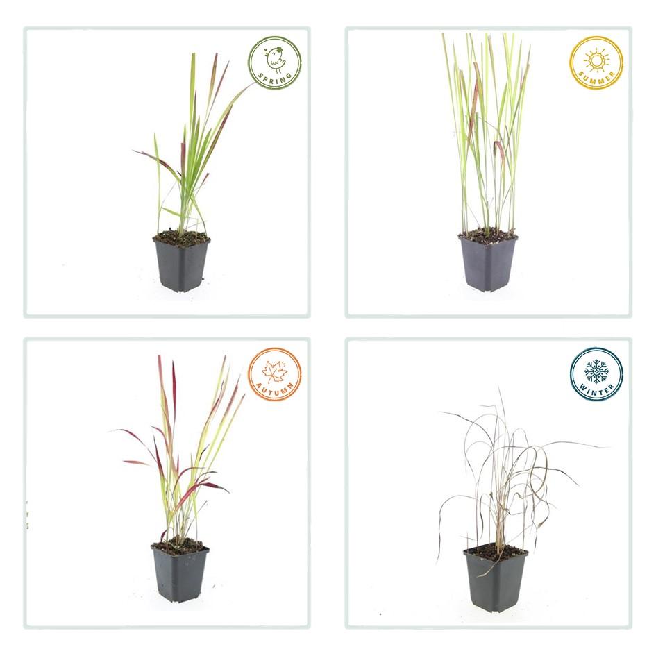 Japanisches Blutgras - Imperata cylindrica 'Red Baron' - ↕10-25cm - Ø9cm 24 Stück