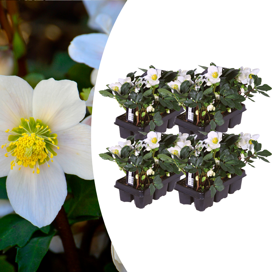 Christrosen Set - Helleborus niger ‘Christmas Carol’ – 24 Christrosen im Set (4 x Sixpack)
