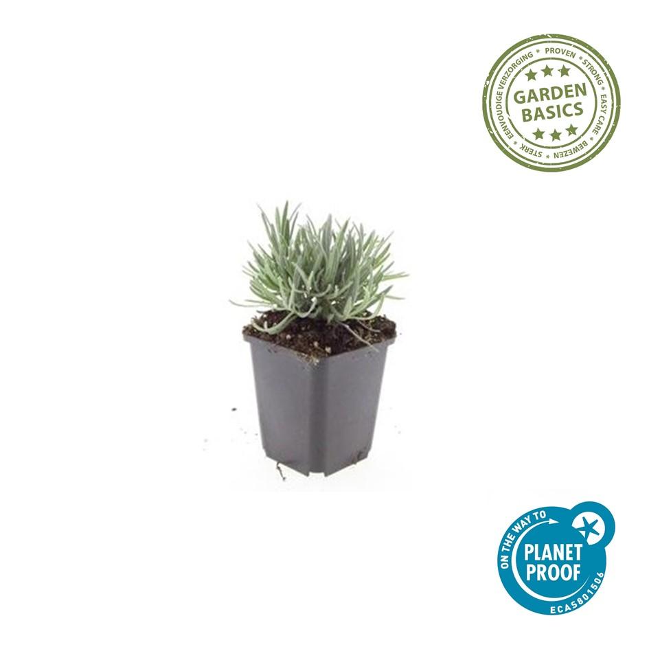 Weißer Lavendel - Lavandula int. 'Edelweiss' - ↕10-25cm - Ø9cm 24 Stück