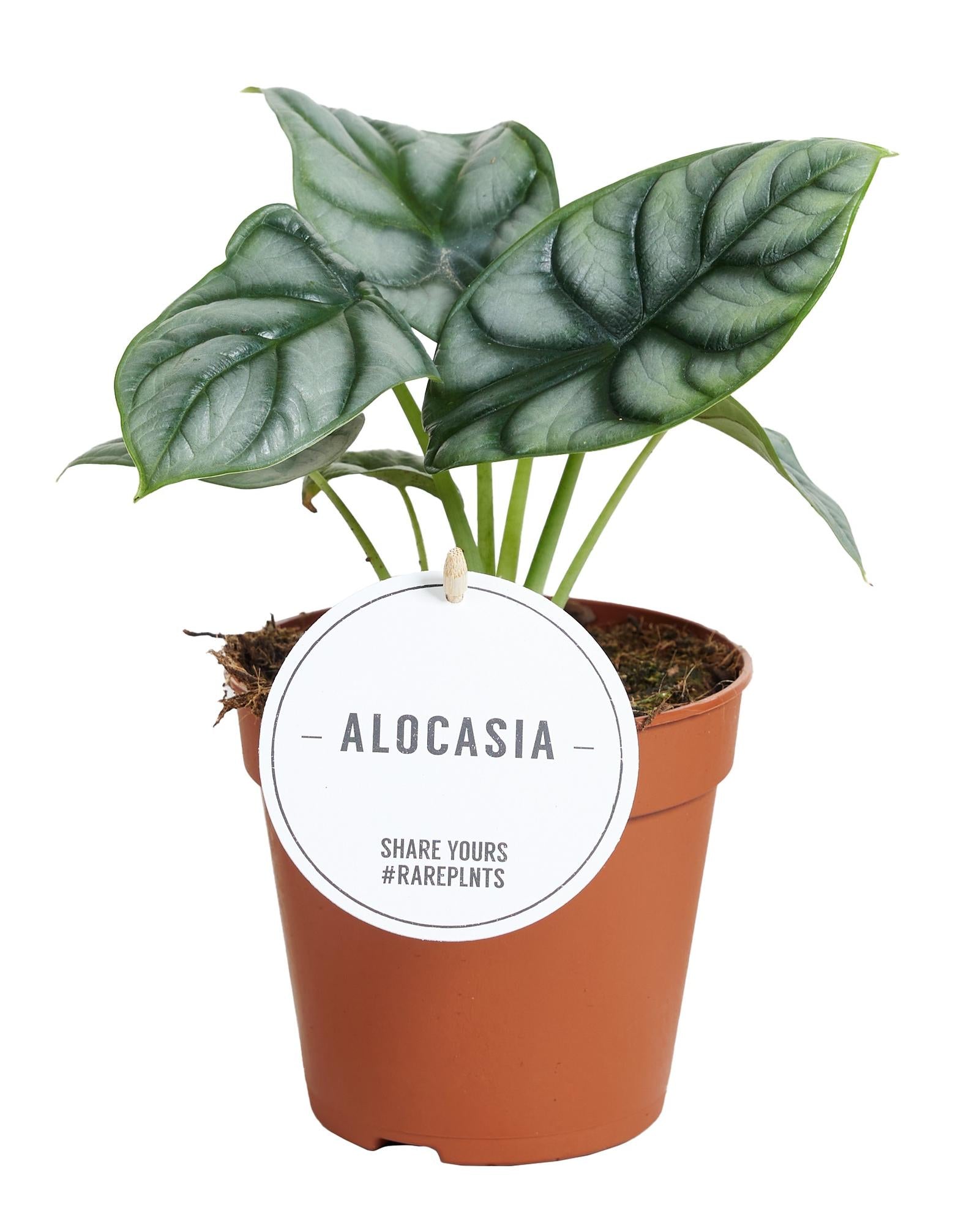 Drachenschuppe - Alocasia Silver Dragon - Ø12cm - ↕25cm