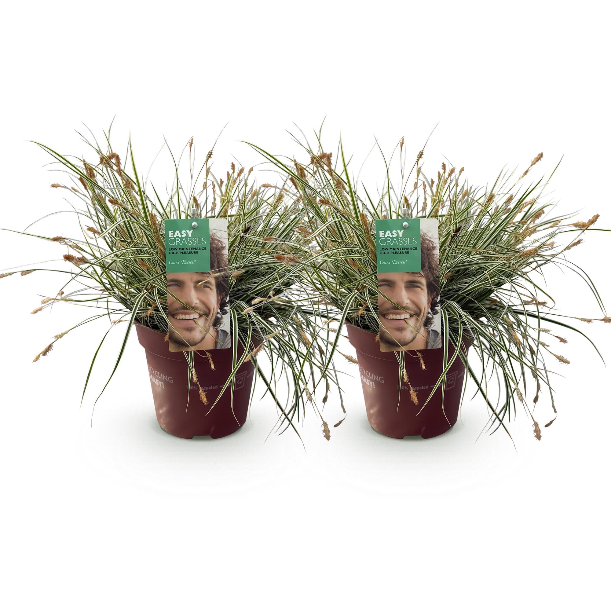 Japansegge - Carex oshimensis Everest - Weiß und Grün - 2 Pflanzen - Immergrün - Wenig Pflege - Topf 17cm Höhe 50cm