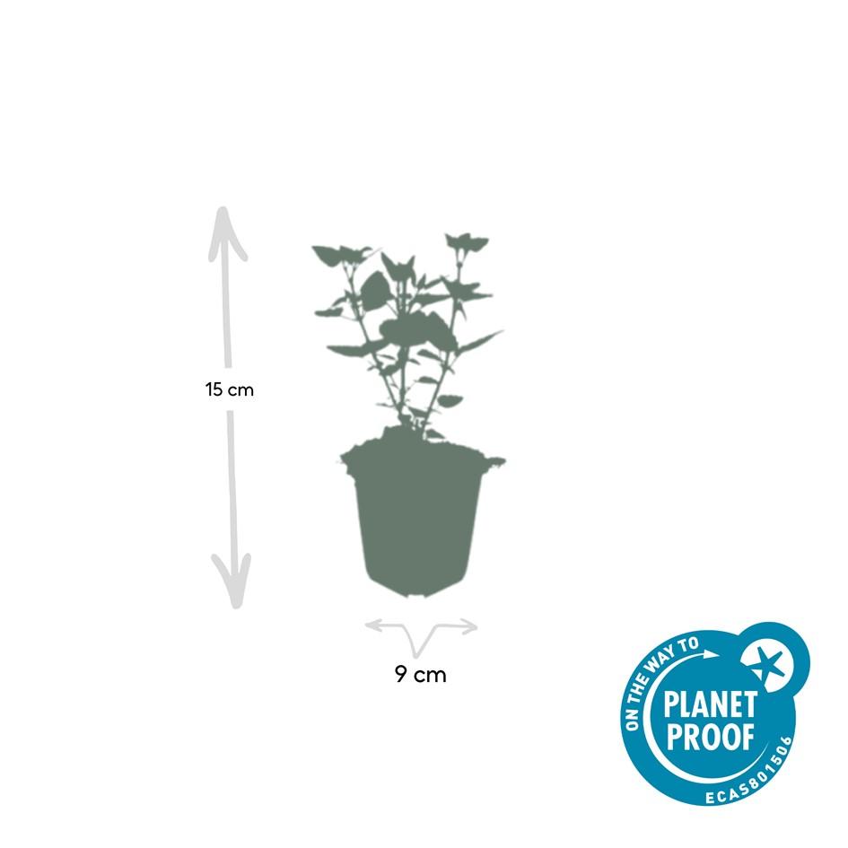 Blaunessel - Agastache 'Blue Fortune' - ↕10-25cm - Ø9cm 12 Stück