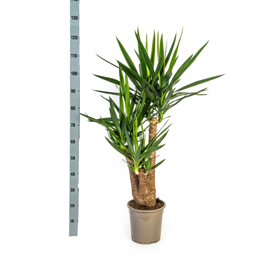 Yuccapalme - Yucca Elephantipes Verzweigt mit Korb Ø24cm - ↕80-100cm