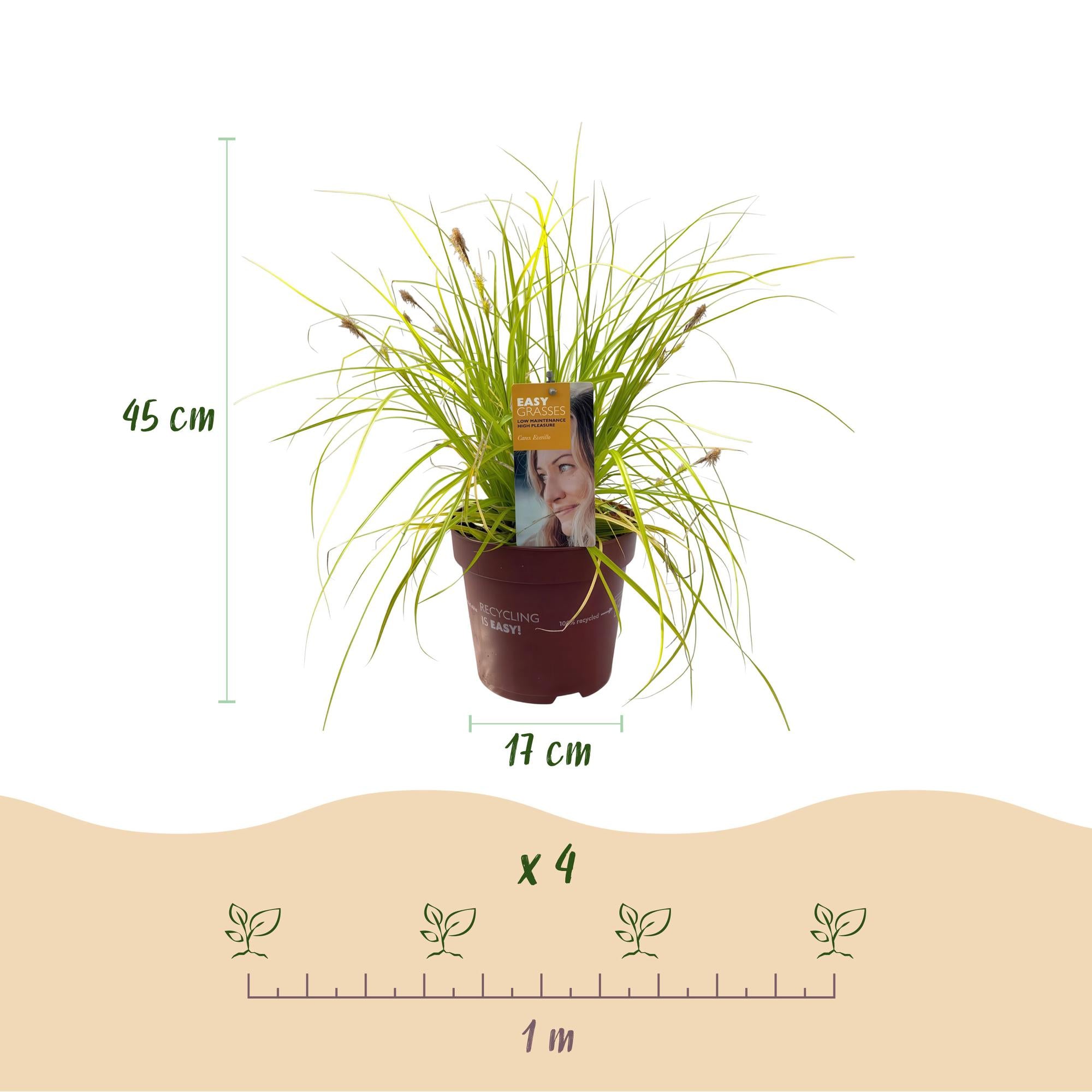 Japansegge - Carex oshimensis Everillo - Gelb - 2 Pflanzen - Immergrün - Wenig Pflege - Topf 17cm Höhe 50cm