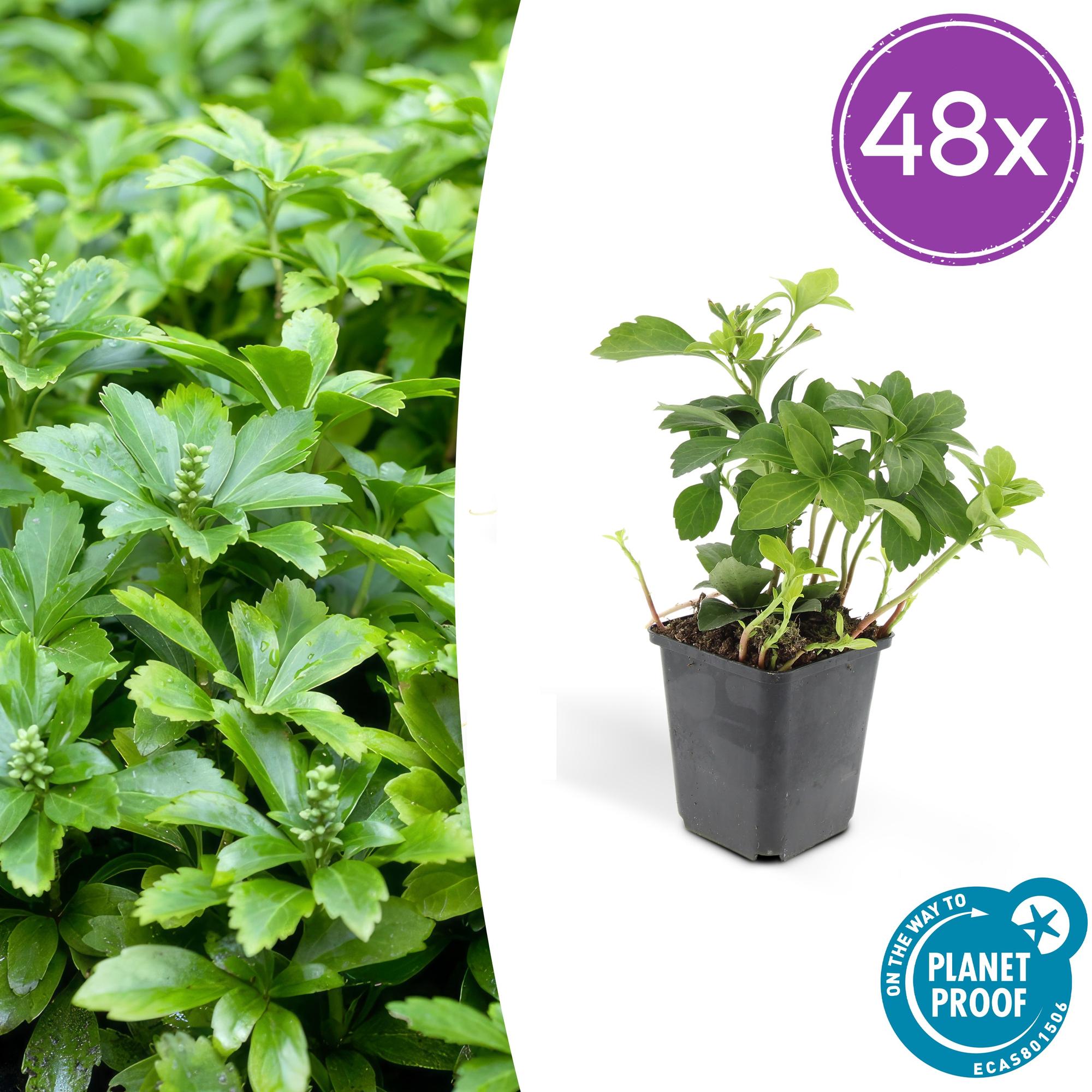 Dickmännchen - Pachysandra term. 'Green Carpet' - ↕10-25cm - Ø9cm 48 Stück