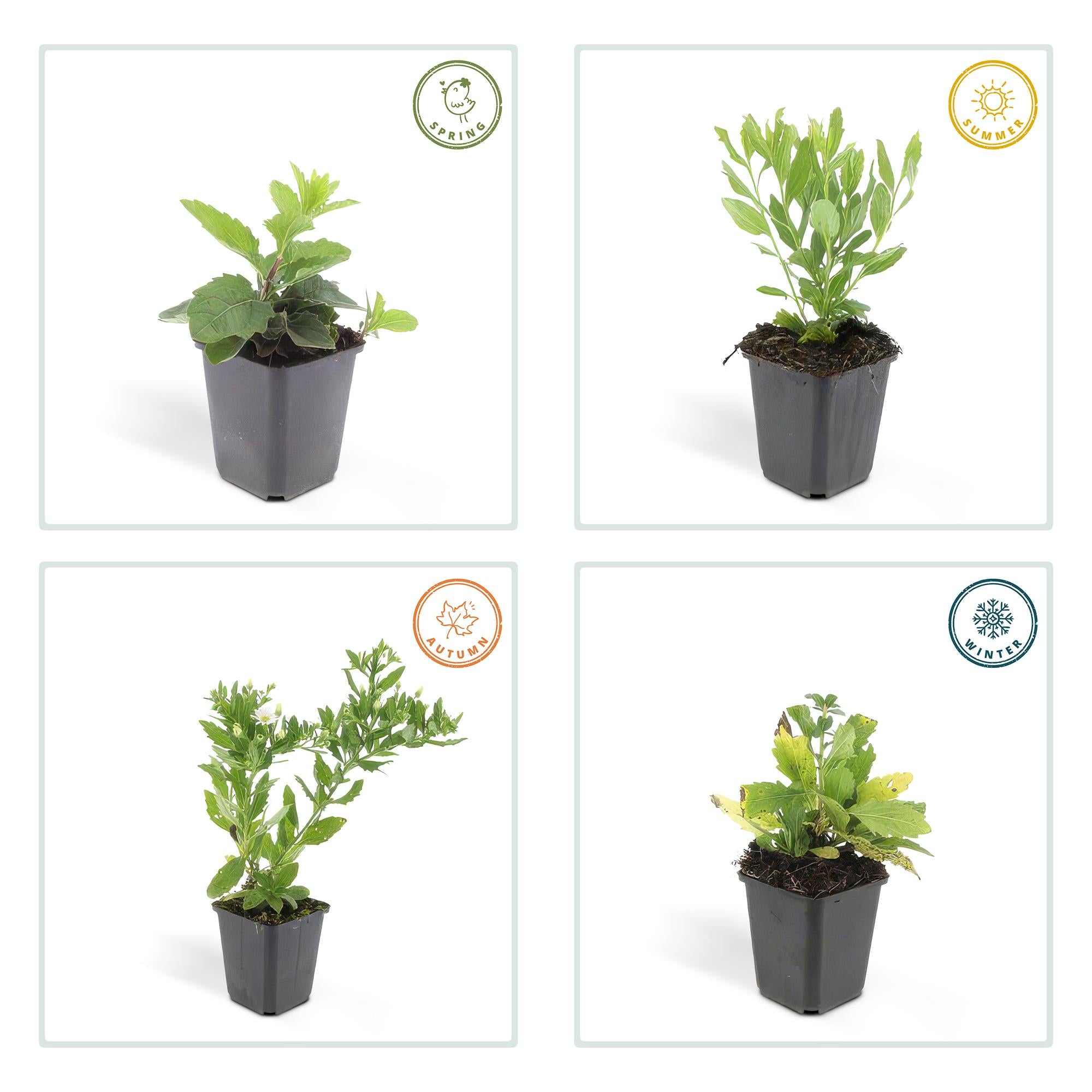 Wildaster - Aster ageratoides 'Ashvi' - ↕10-25cm - Ø9cm 60 Stück