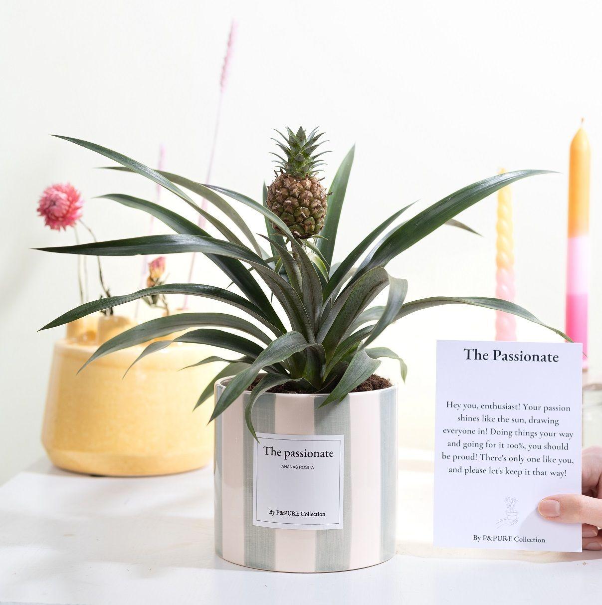 Ananaspflanze - Ananas Rosita Gift "The Passionate" WITH GREETING CARD! - Ø12cm - ↕35cm