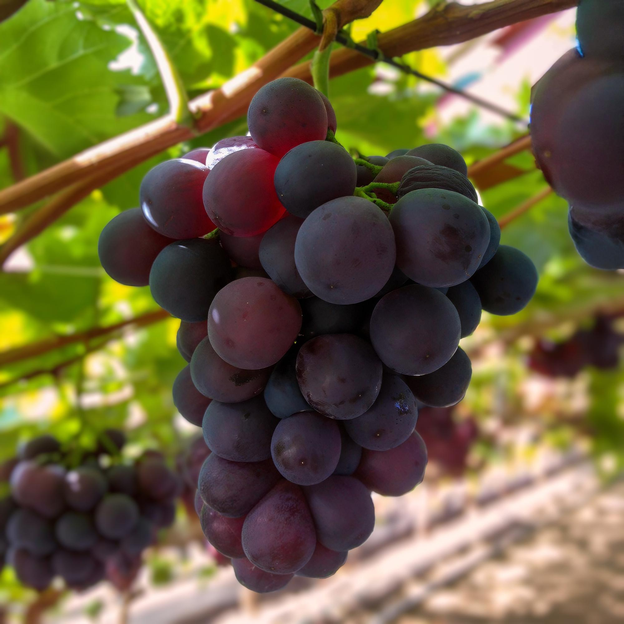 Weinrebenstrauch - Vitis vinifera Vanessa - Lila Traube - Kernlos - 2 Pflanzen - Topf 15cm Höhe 50cm
