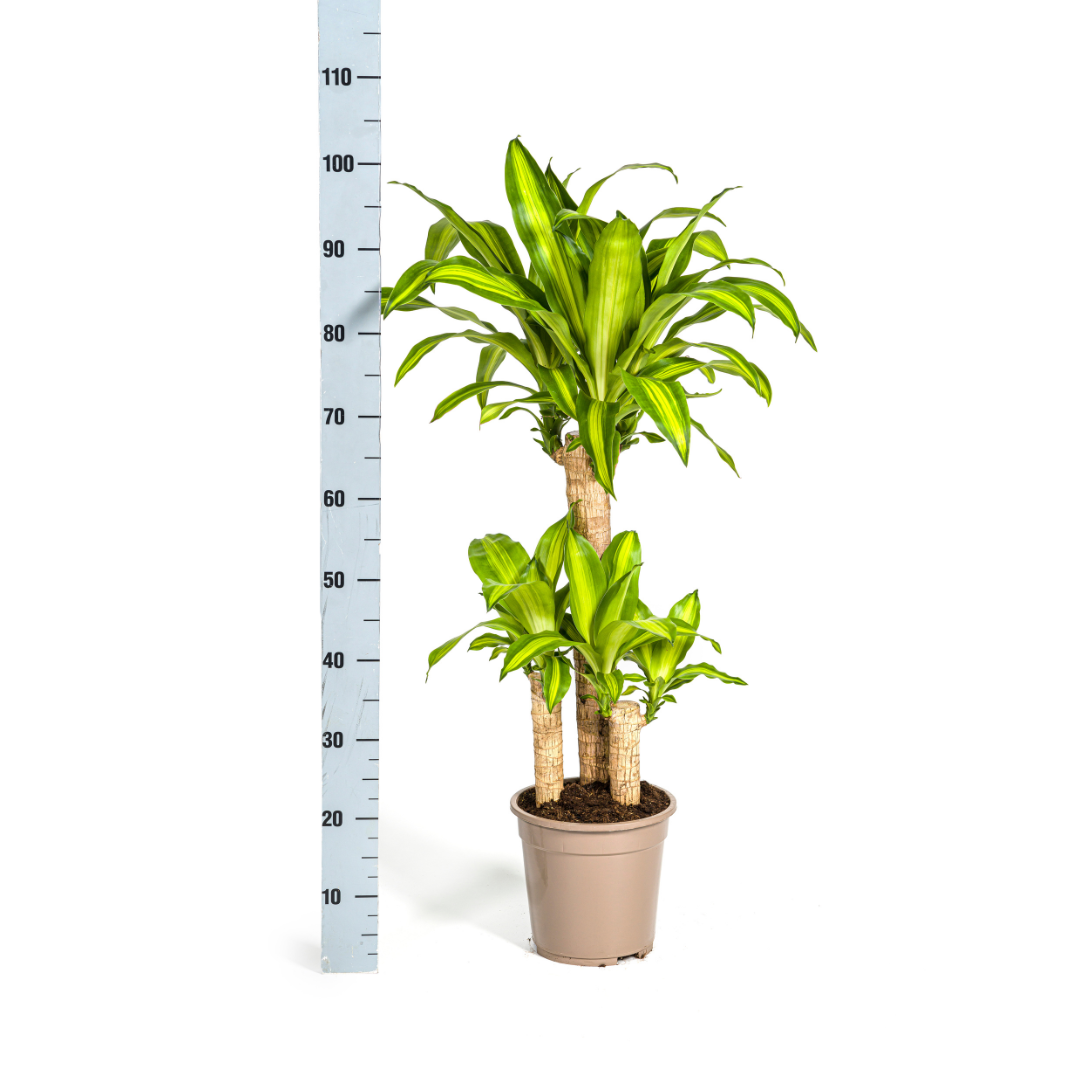 Drachenbaum - Dracaena Fragrans Massangeana mit Korb - Ø21cm - ↕90 - 110cm