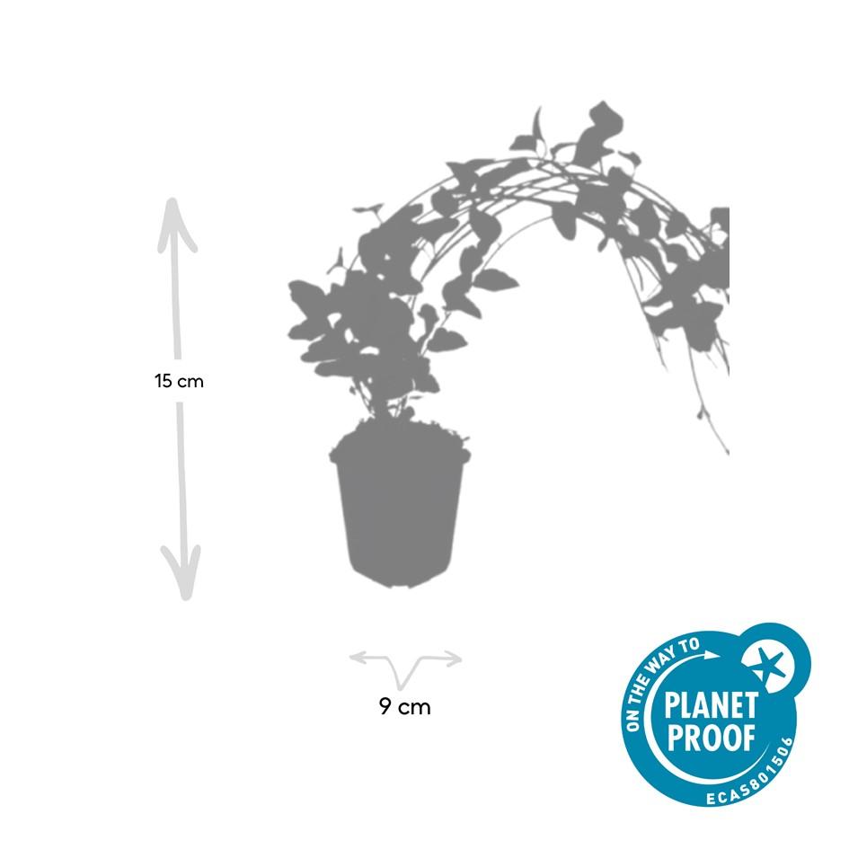 Großes Immergrün - Vinca major 'Variegata' - ↕10-25cm - Ø9cm 24 Stück