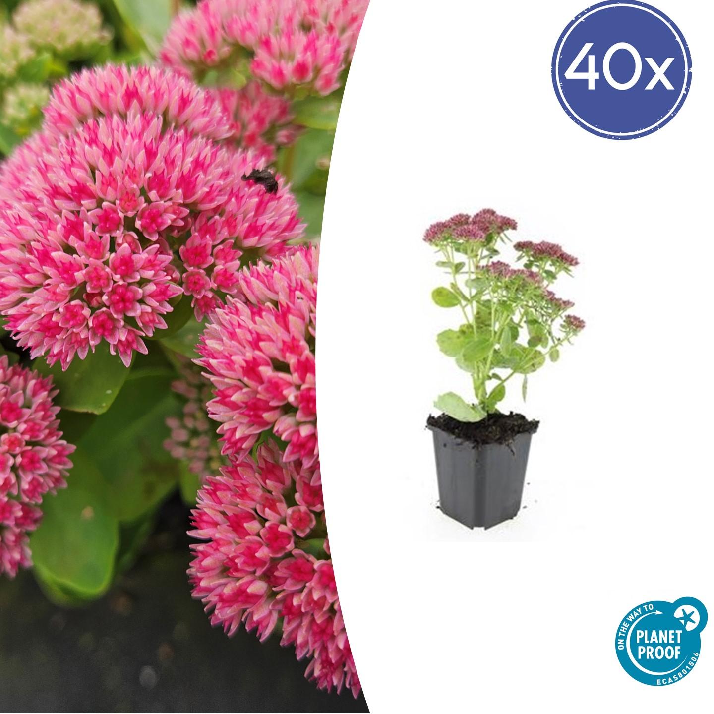 Fetthenne - Sedum 'Herbstfreude' - ↕10-25cm - Ø9cm 40 Stück