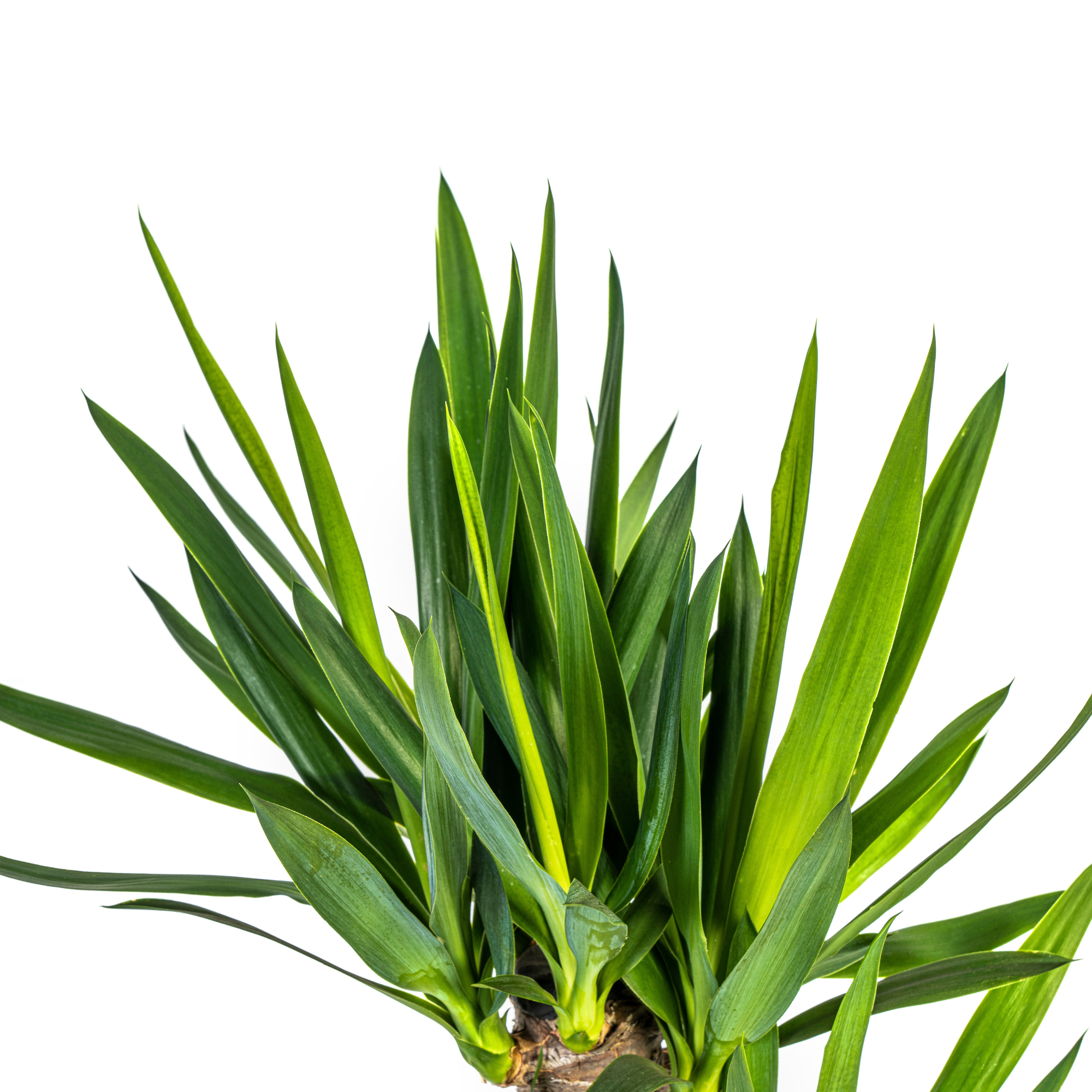 Yuccapalme- Yucca Elephantipes mit Korb Ø21cm - ↕90 - 110cm