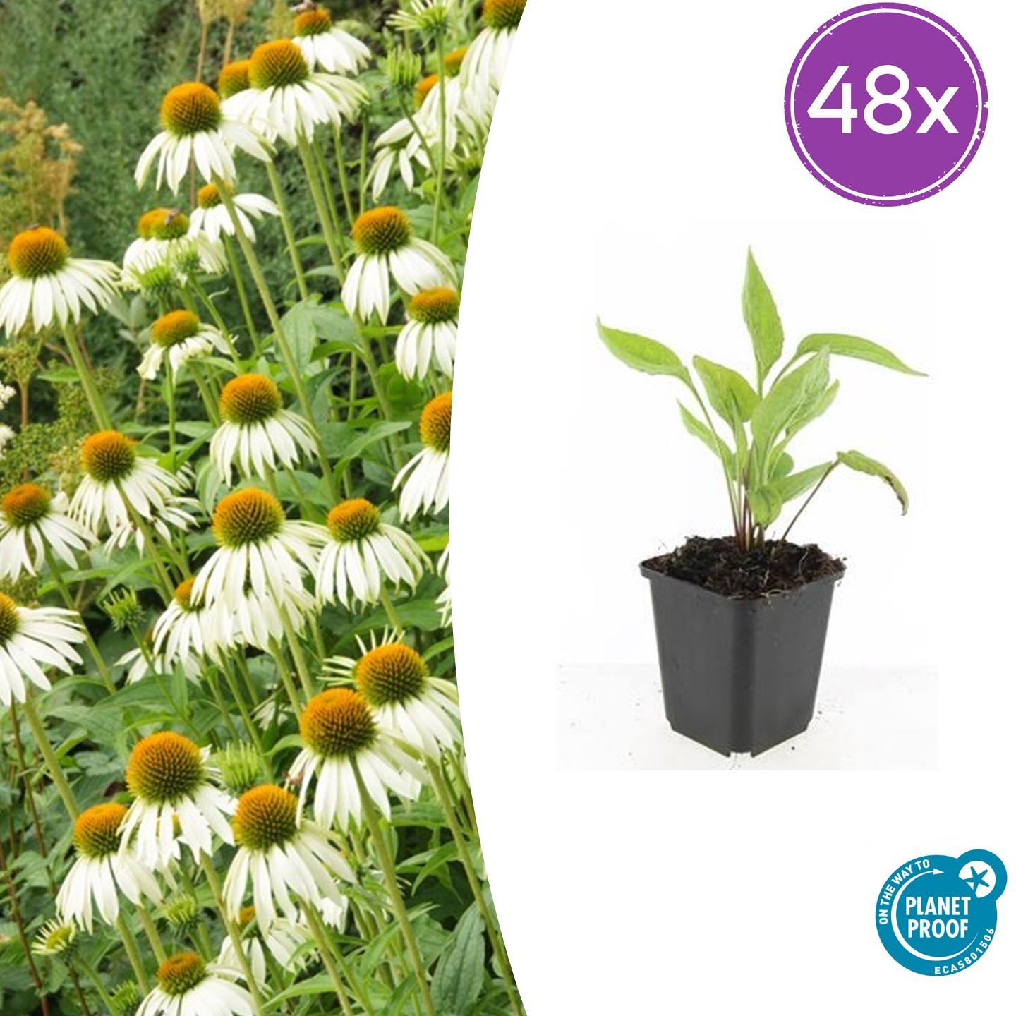 Weißer Sonnenhut - Echinacea p. 'White Swan' - ↕10-25cm - Ø9cm 48 Stück