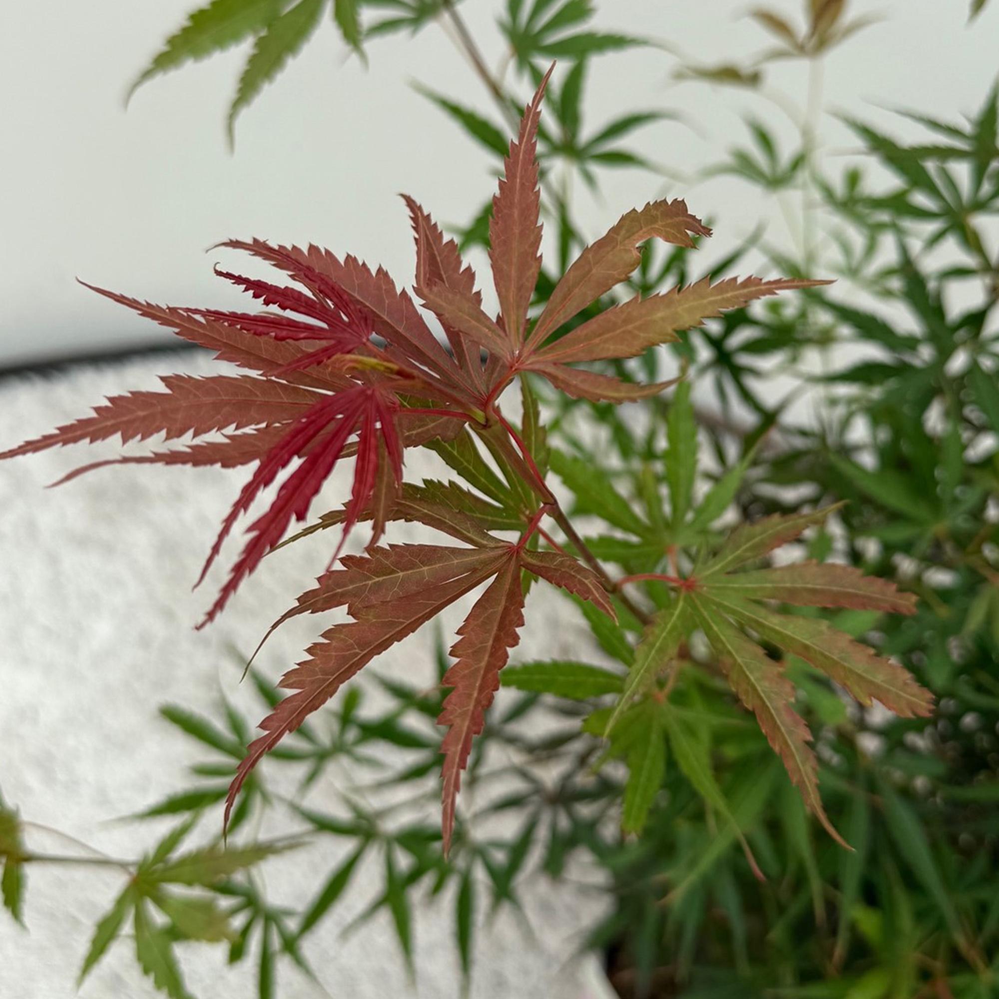 Japanischer Fächerahorn - Acer palmatum Jerre Schwarz - Dunkelrot - 1 Pflanze - Laubabwerfend - Topf 19cm Höhe 70cm
