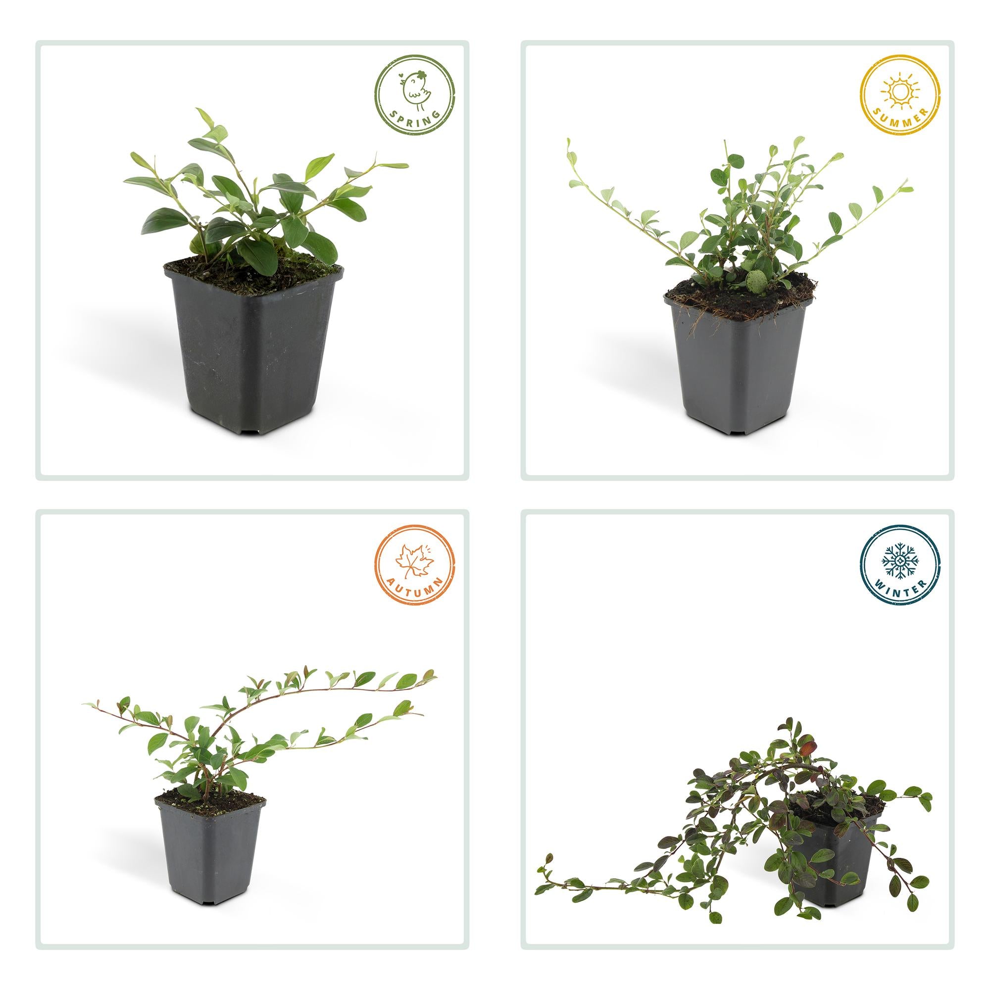 Zwergmispel - Cotoneaster dammeri - ↕10-25cm - Ø9cm 24 Stück