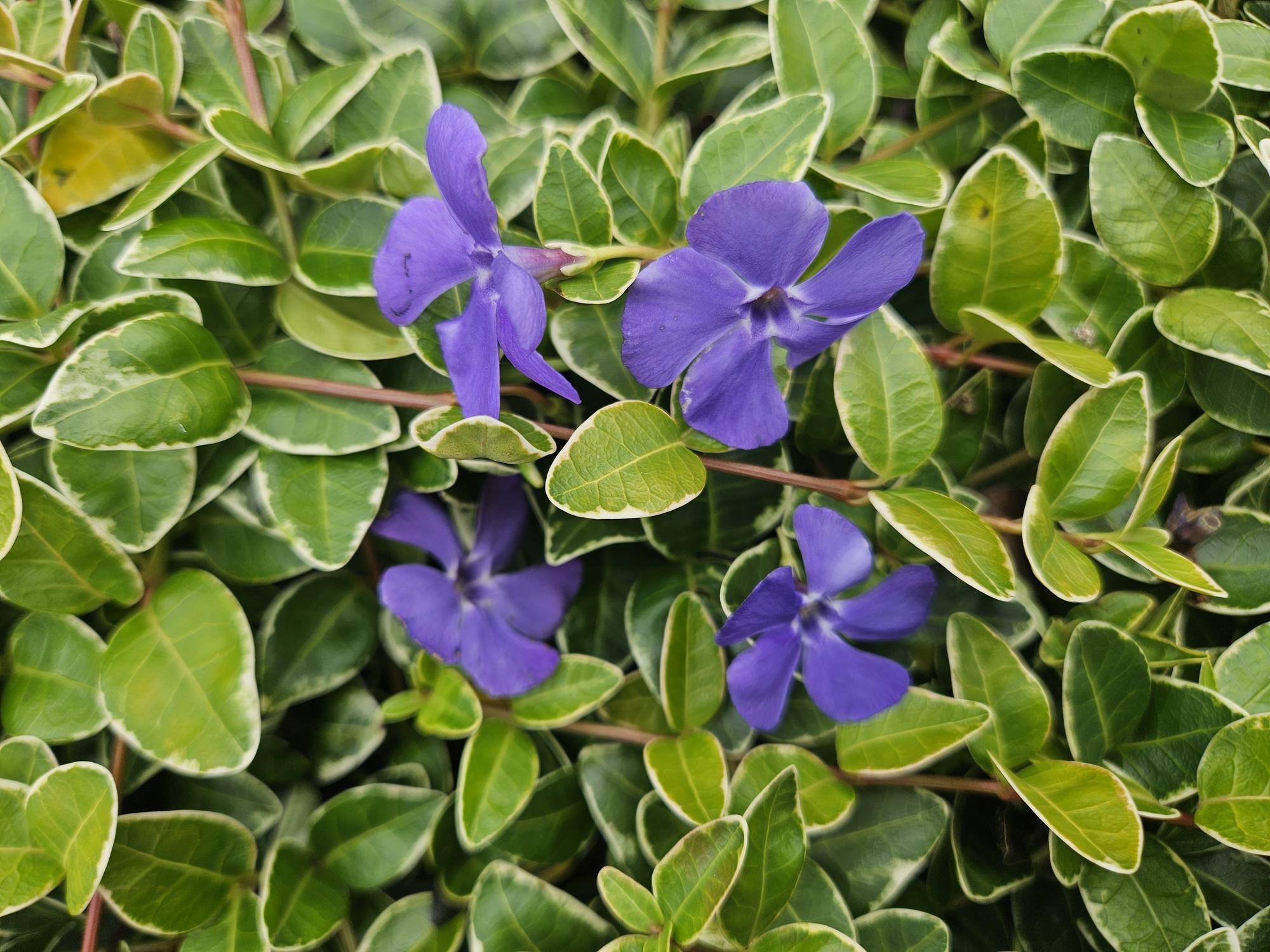 Kleinblättriges Immergrün - Vinca minor 'Ralph Shugert' - ↕10-25cm - Ø9cm 24 Stück