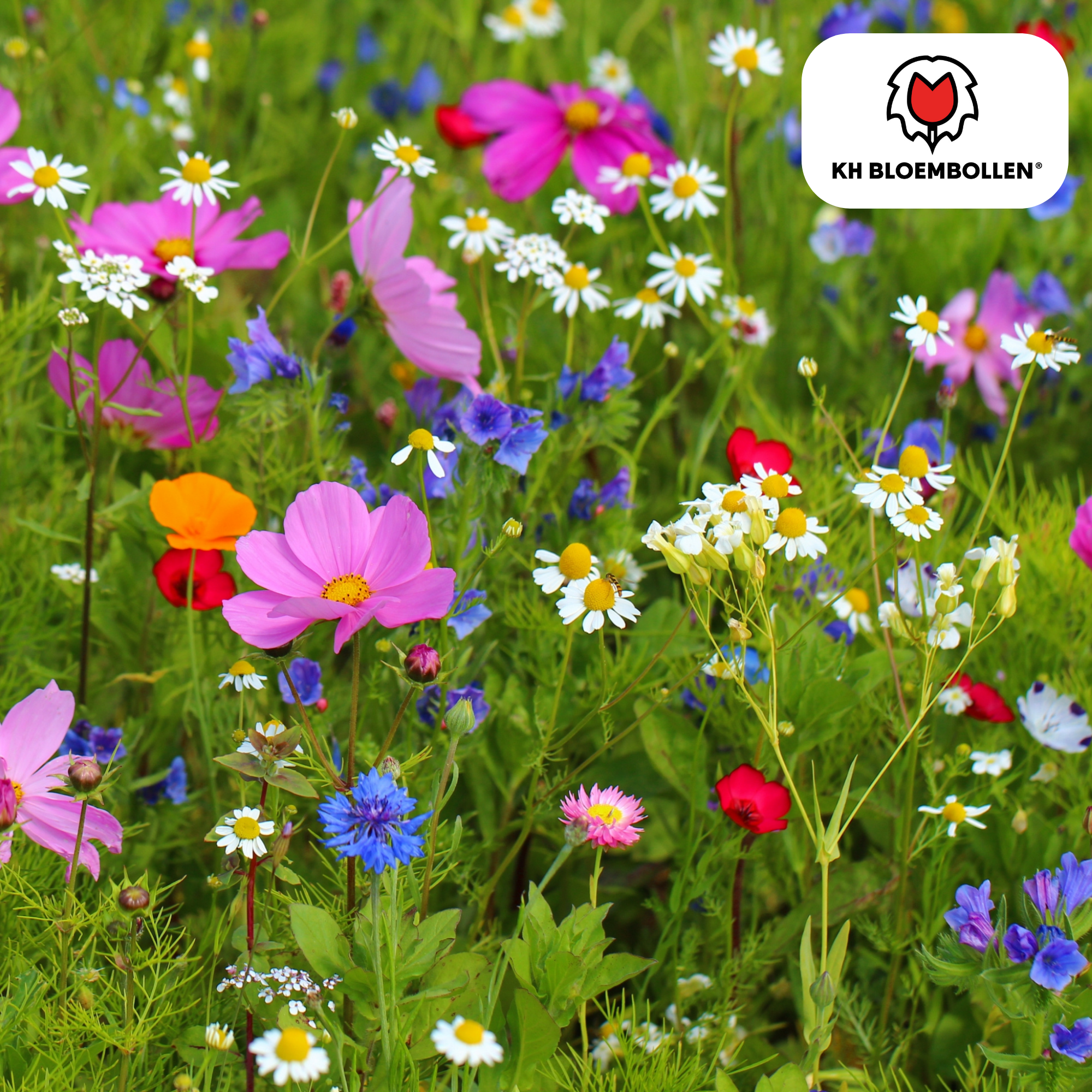 Wildblumenmischung  – Saatbeutel 100 Gramm - Gut für Bienen, Schmetterlinge und Biodiversität  ± 30–50 m²