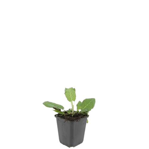 Steppensalbei - Salvia nem. 'Mainacht' - ↕10-25cm - Ø9cm 48 Stück