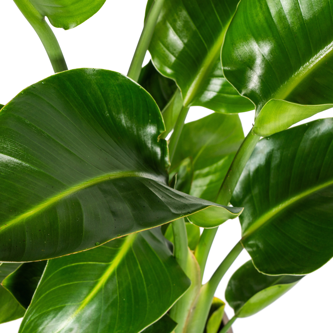 Paradiesvogelblume - Strelitzia Nicolai mit Korb Ø21cm - ↕90 - 110cm