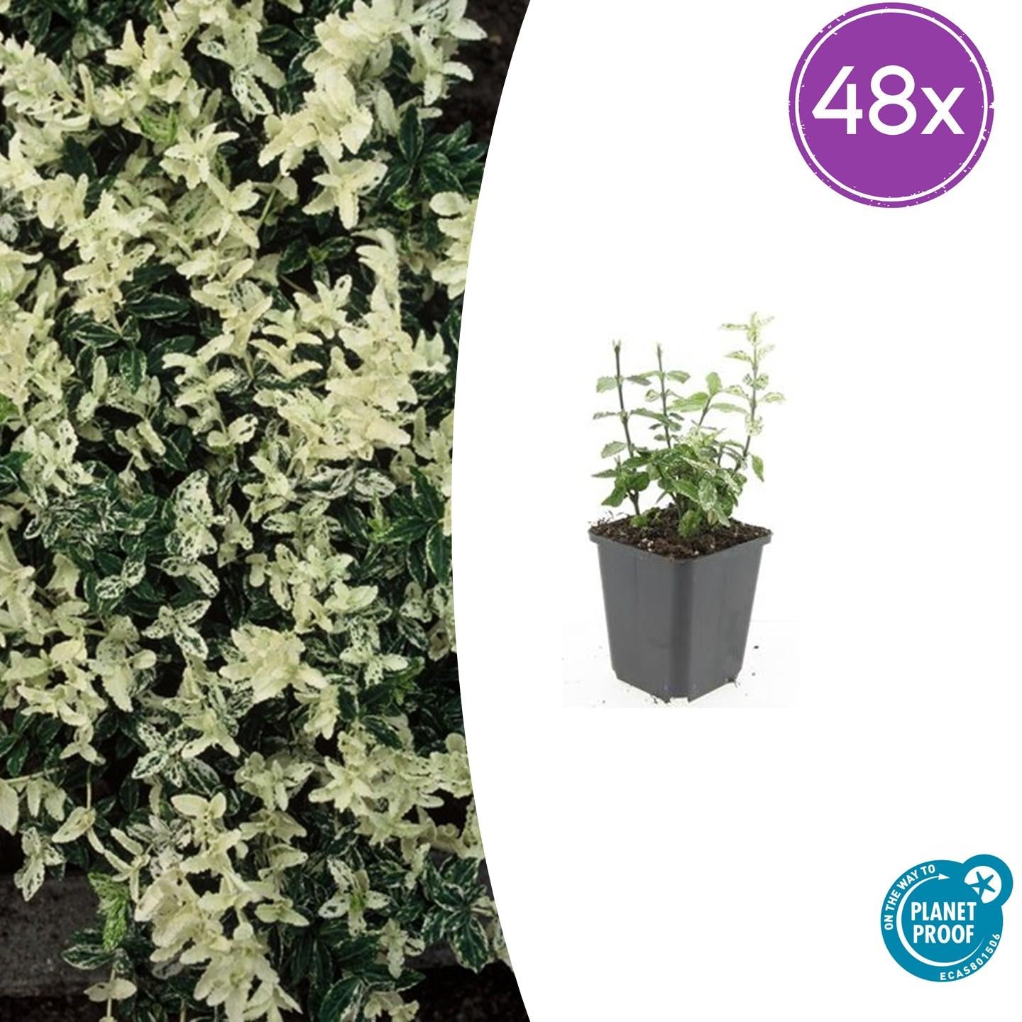 Kriechspindel - Euonymus fort. 'Harlequin' - ↕10-25cm - Ø9cm 48 Stück