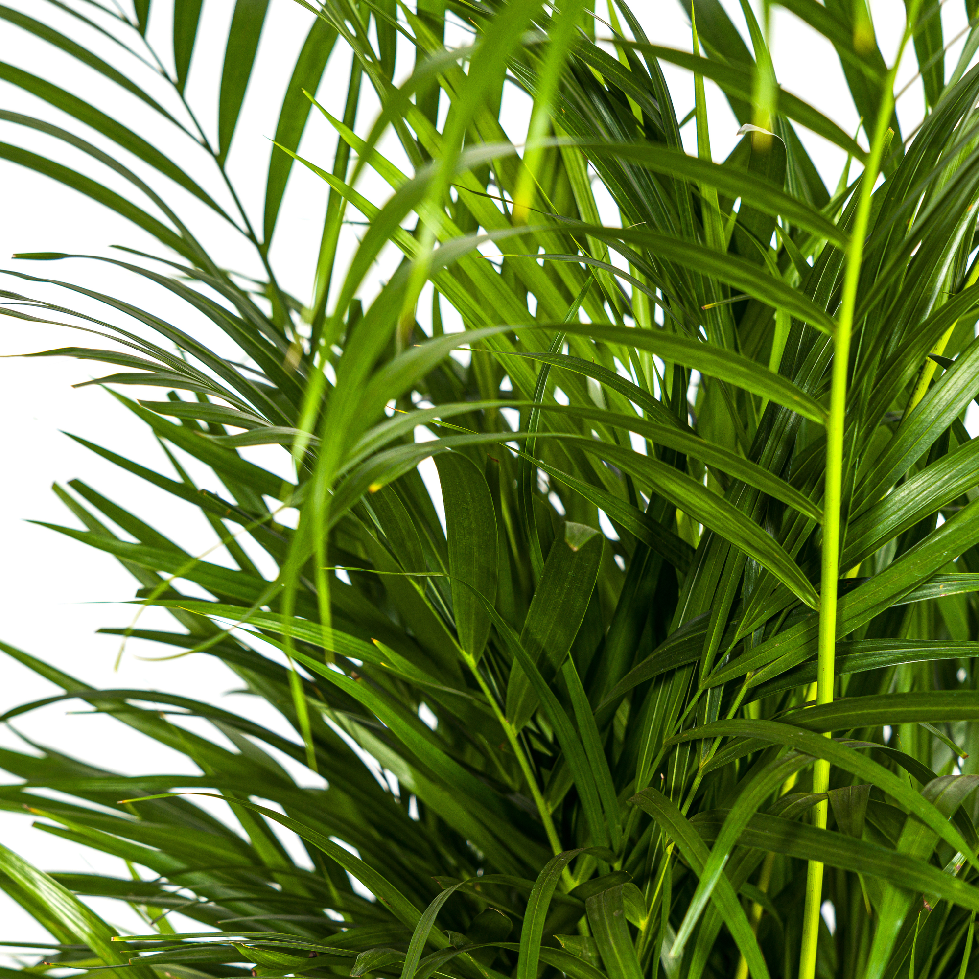 Arecapalme - Dypsis Areca Lutescens mit Korb Ø21cm - ↕100 - 120cm