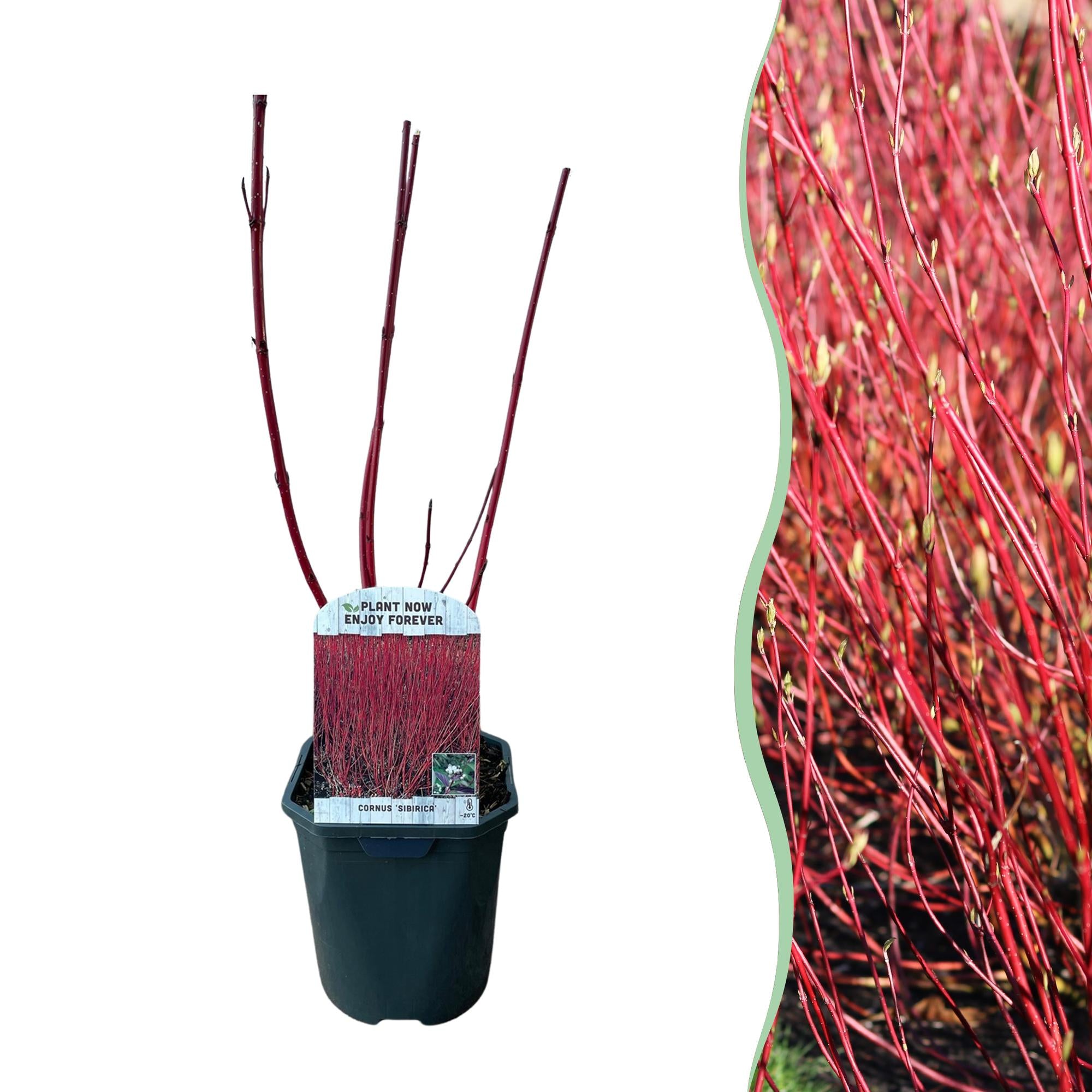 Sibirischer Hartriegel - Cornus alba sibirica - Rote Zweige - 1 Pflanze - Laubabwerfend - Wenig Pflege - Topf 17cm Höhe 45cm
