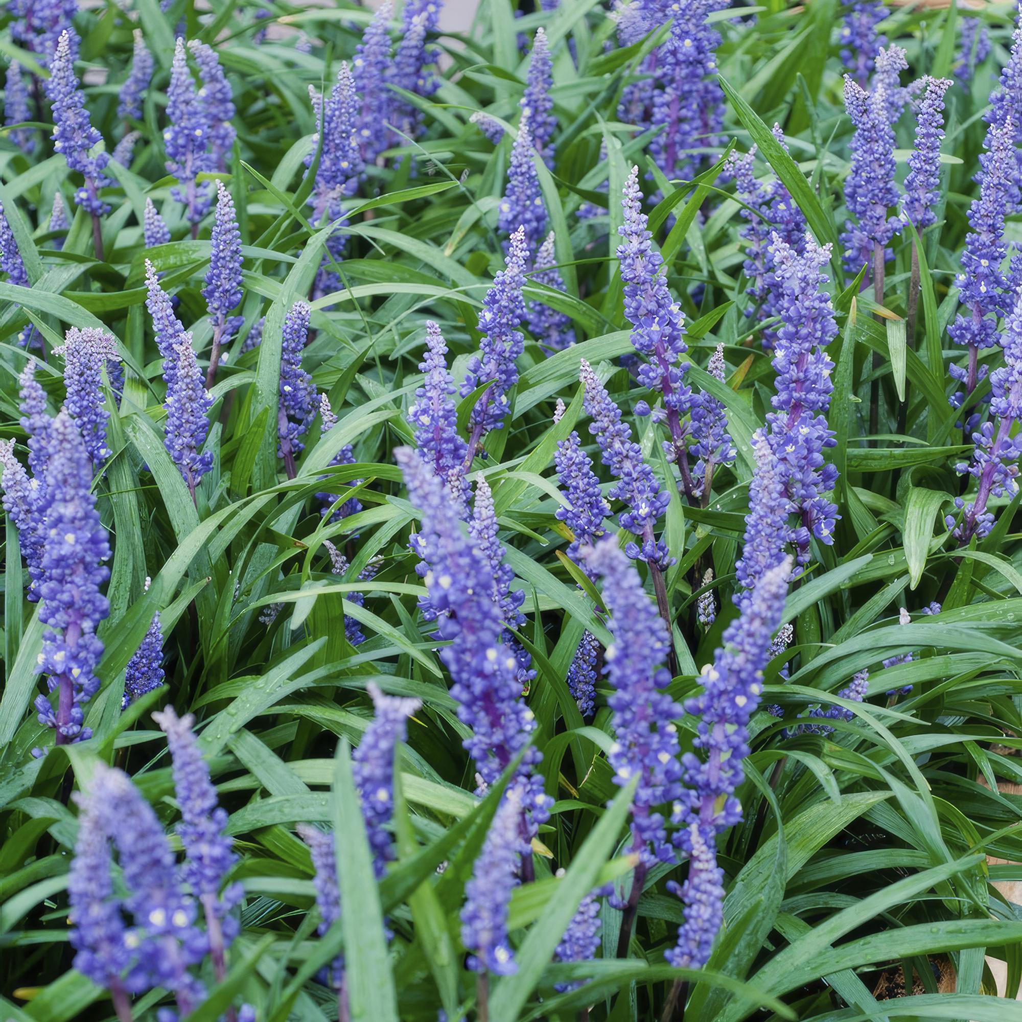 Glöckchentraube - Liriope muscari 'Big Blue' - ↕10-25cm - Ø9cm 48 Stück