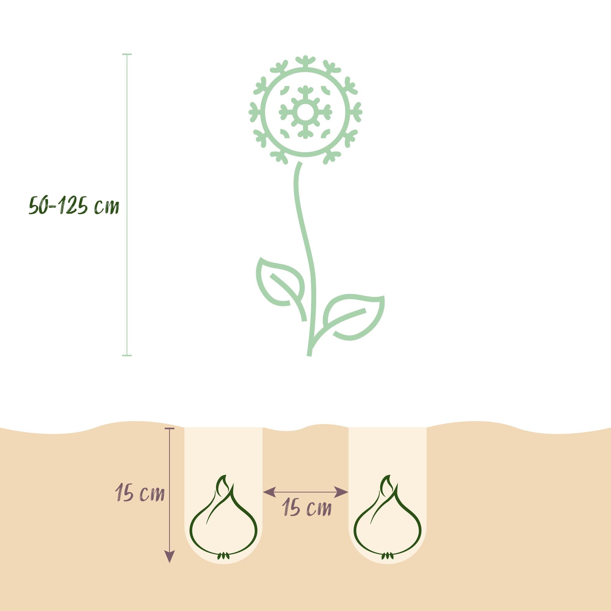 Zierlauch Mix - Blumenzwiebeln Bulb Garden Allium Mix - Verschiedene Farben - 80 Stück - Geschenkverpackung