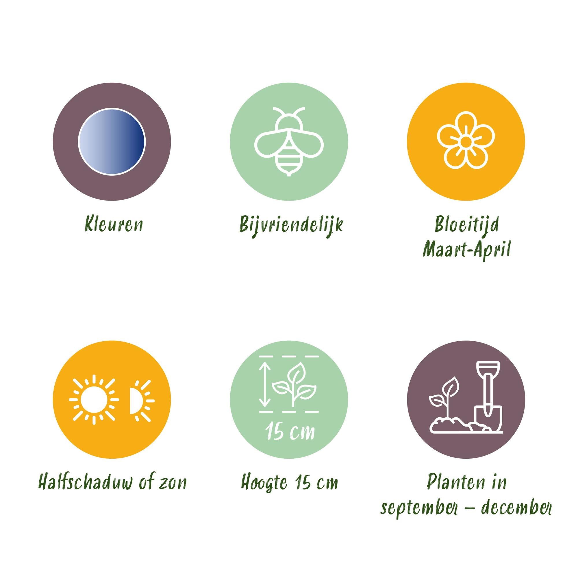 Sibirischer Blaustern - Scilla Siberica - Farbe Lila - 50 Stück - Zwiebelgröße 7/8 - XXL Pack