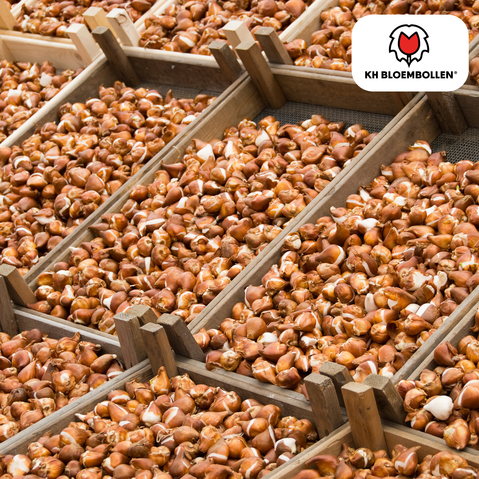 Tulpen - Tulipa Gudoshnik Double – 20 Stück - Gelbe, orangefarbene und rote doppeltblütige Tulpe – pfingstrosenartig und farbenfroh – für den Garten oder Topf – Größe 11/12 – frisch vom Züchter