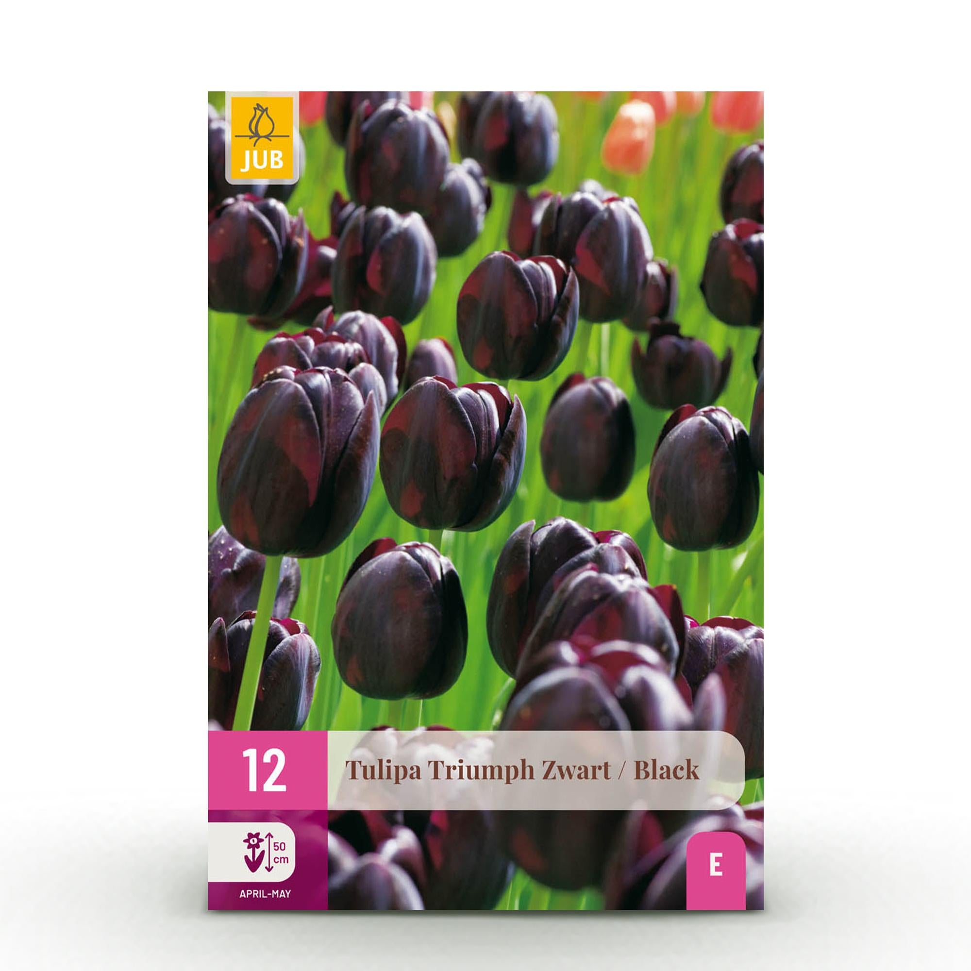 Tulpen - Tulipa Triumph Black - Farbe Dunkel Lila - 12 Stück - Zwiebelgröße 11/12 - XXL Pack