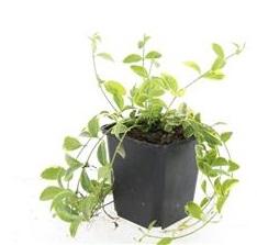 Goldgeflammtes Immergrün - Vinca minor 'Aureovariegata' - ↕10-25cm - Ø9cm 24 Stück